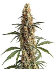 Mamba Negra Feminized by Blim Burn Seeds