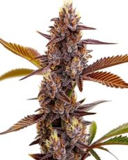 Mandarin Cookies Feminized by Blimburn