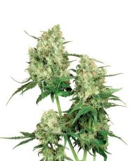 Maple Leaf Indica Regular by Sensi Seeds