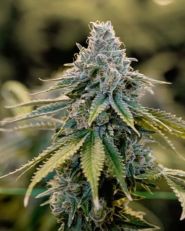 Master Yoda Auto by Growers Choice