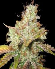 Master Kush Regular - Spliff Seeds 