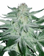 Matanuska Thunder Feminized by MSNL Seeds