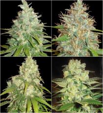 Medical Collection Feminized - W.O.S.