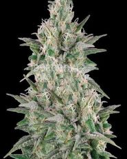 Mega Power Plant Feminized by Spliff Seeds