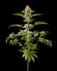 Melonade-K Feminized by Kannabia