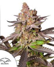 Melonade Runtz by Dutch Passion