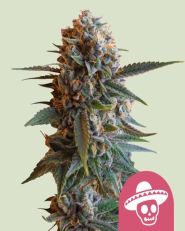 Mexican Rush Feminized by Royal Queen Seeds