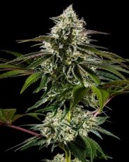 Mexican Sativa Feminized by Kannabia