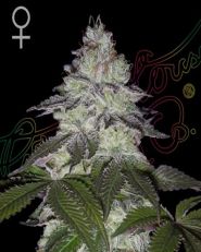 Milky Dreams Feminized by Green House Seeds