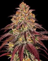 Mimosa x Orange Punch Auto by Barney's Farm