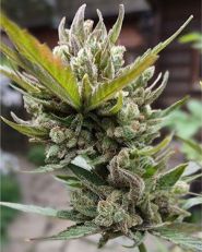 Mimosa by Growers Choice