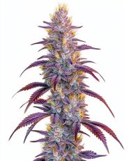 Mimosa Feminized by Blimburn