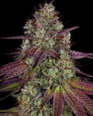 Mimosa Evo Feminized 