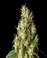 Mimosa Dream Feminized by Kannabia