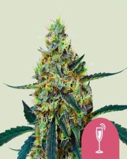 Mimosa Feminized by Royal Queen Seeds