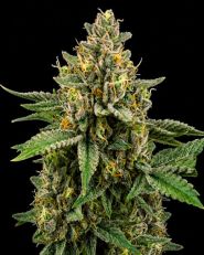 Mimosa Feminized - Nirvana Seeds