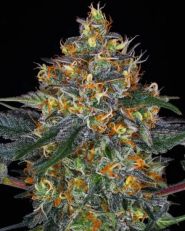 Moby Dick Auto by Barney's Farm