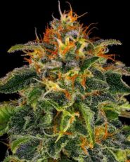 Moby Dick by Barney's Farm