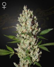 Moby Dick Feminized by Green House Seeds