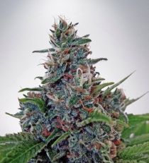 Auto Blue Amnesia by MOC seeds