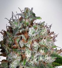 Big Bud XXL by MOC Seeds