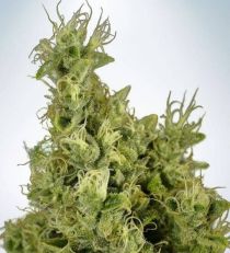 Mandarin Haze by MOC Seeds
