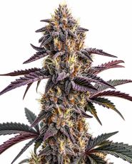 Moonshine Cookies Autoflower by Blimburn