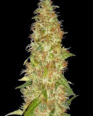 Moon Walker Kush Feminized by Spliff Seeds 