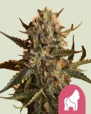 Mother Gorilla Feminized by Royal Queen Seeds