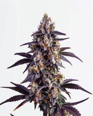 Motor Breath Feminized by Blimburn