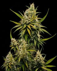 Nicole Kush Feminized - Nirvana Seeds