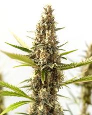 Nikki & Swamis Taangie by Blimburn