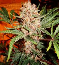 Bubblelicious Feminized - Nirvana Seeds