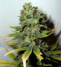 Super Skunk by Nirvana Seeds