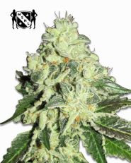 Nitro Lemon Haze Feminized by MSNL Seeds