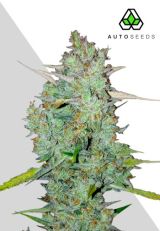 Northern Lights Autoflower by Auto Seeds