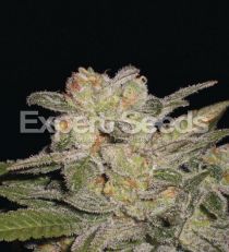 Northern Light Auto by Expert Seeds