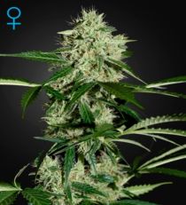 Northern Lights Auto Feminized Marijuana Seeds