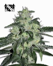 Northern Lights Autoflower by MSNL Seeds