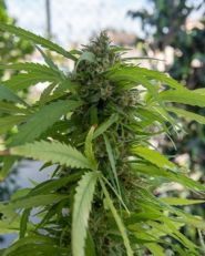 Northern Lights Autoflower by Growers Choice