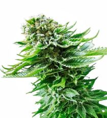 NL Auto by Sensi Seeds