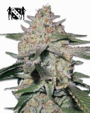 Northern Lights Feminized by MSNL Seeds