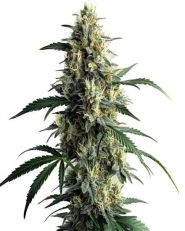 Northern Lights #10 Feminized by Blimburn