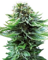 Northern Lights Auto by Sensi Seeds