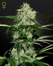 Northern Lights Autoflower by Green House Seeds