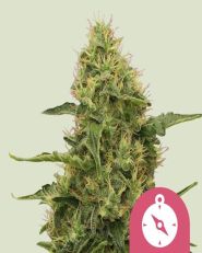 Northern Light Feminized by Royal Queen Seeds