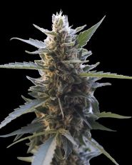 Northern Lights x Skunk Feminized by G13 Labs