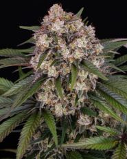 OG Kush Auto by Barney's Farm