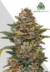 OG Kush Autoflower by Auto Seeds