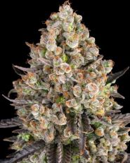 OG Kush by Barney's Farm